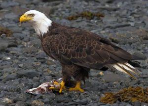 Haines Alaska Wildlife